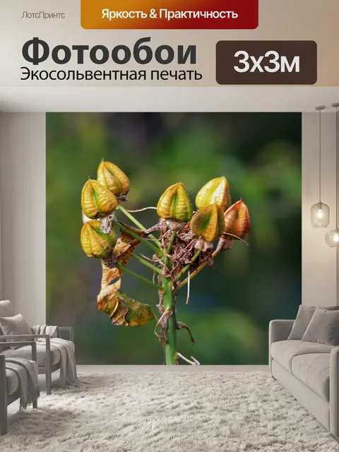 Фотообои пожелтение семена