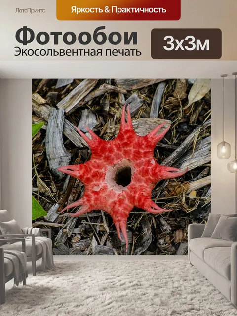 Фотообои Вонючий рог