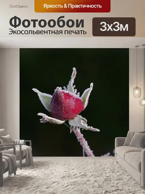 Фотообои Роза