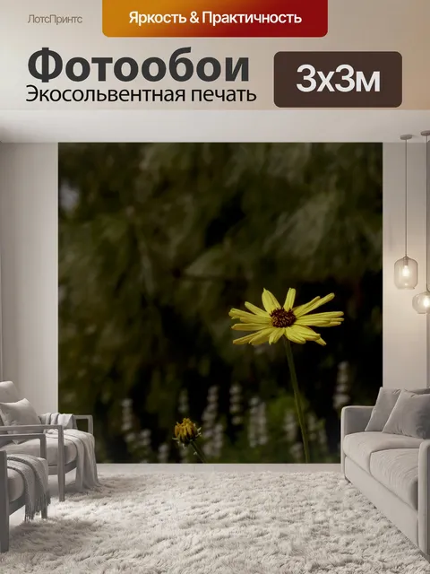 Фотообои Одинокая желтая ромашка Wildflower