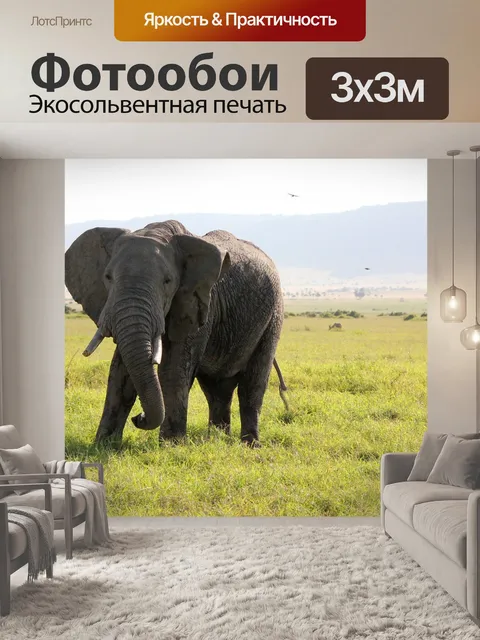Фотообои Слон