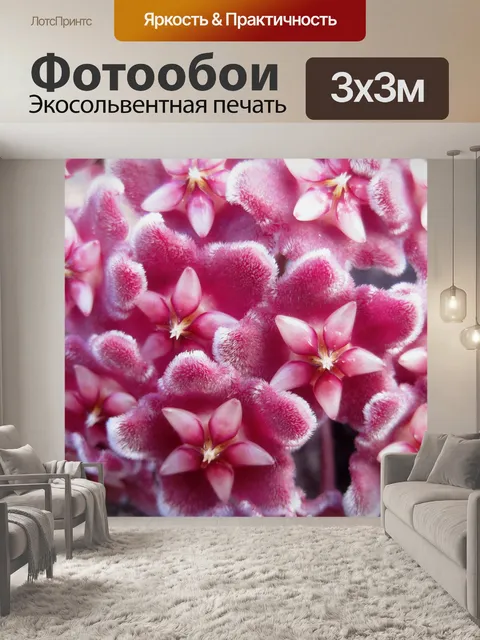 Фотообои Хойя цветочки