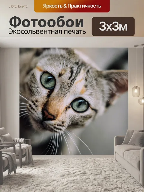 Фотообои Морда кошки