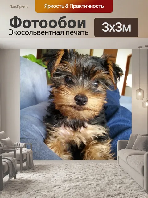 Фотообои Собака