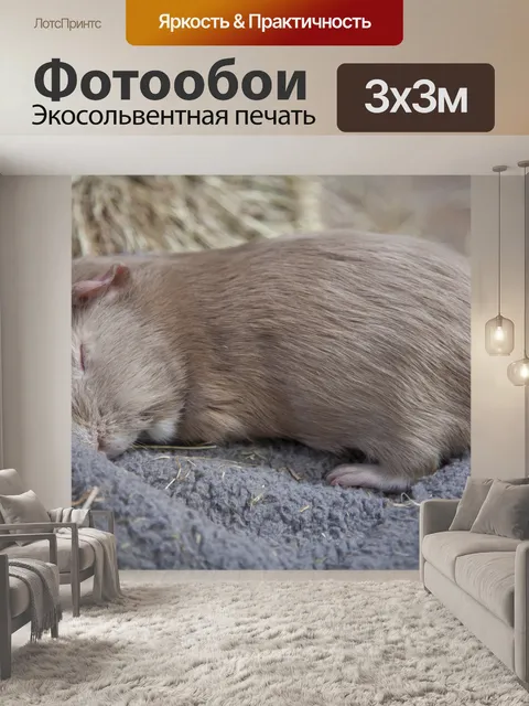 Фотообои Guniea Свинья