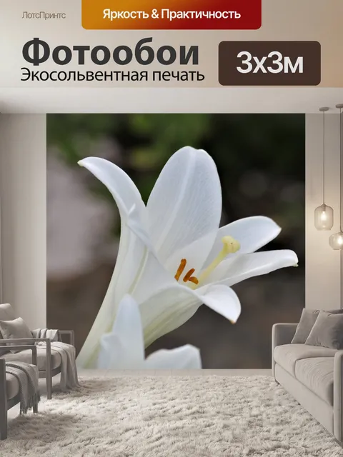 Фотообои Белая лилия крупным планом