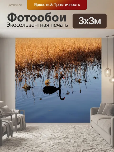 Фотообои Черный лебедь