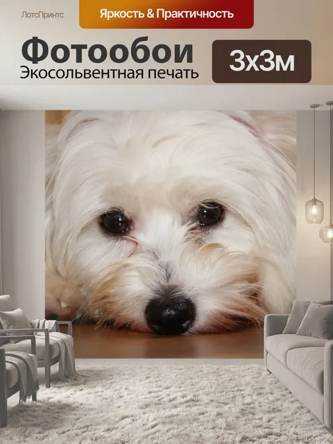 Фотообои Котон де тулеар