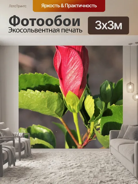 Фотообои Красный Гибискус Бад 2