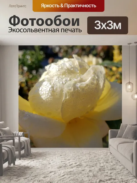 Фотообои Цветок Белой Розы