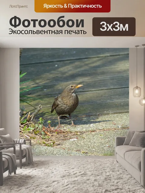 Фотообои Черный дрозд