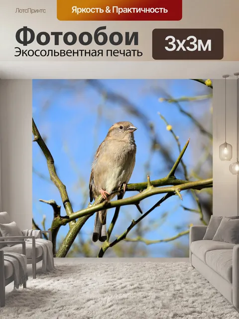Фотообои Маленькая птичка