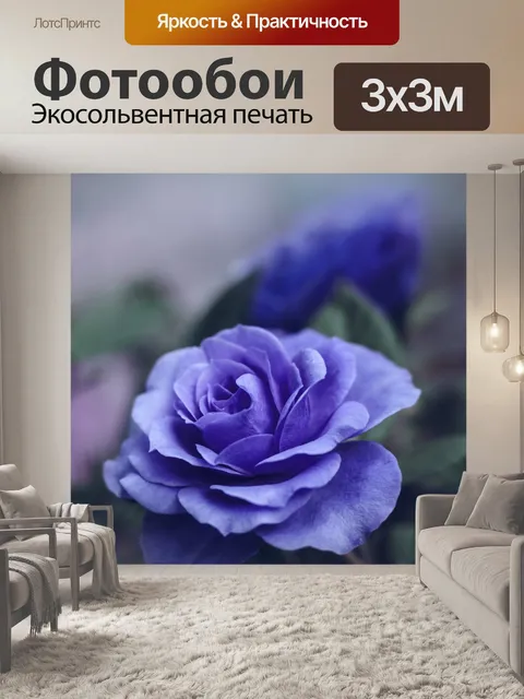 Фотообои Распустившийся цветок розы синего цвета