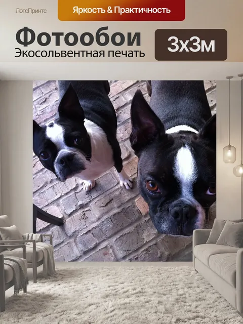 Фотообои Собаки