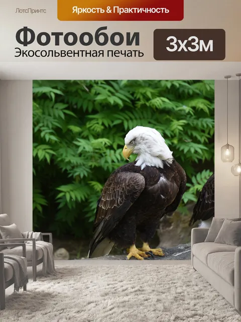 Фотообои Лысый орел