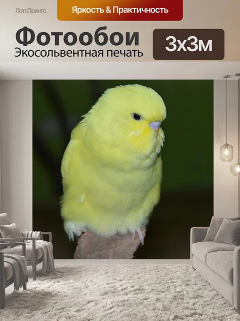 Фотообои Волнистый попугайчик