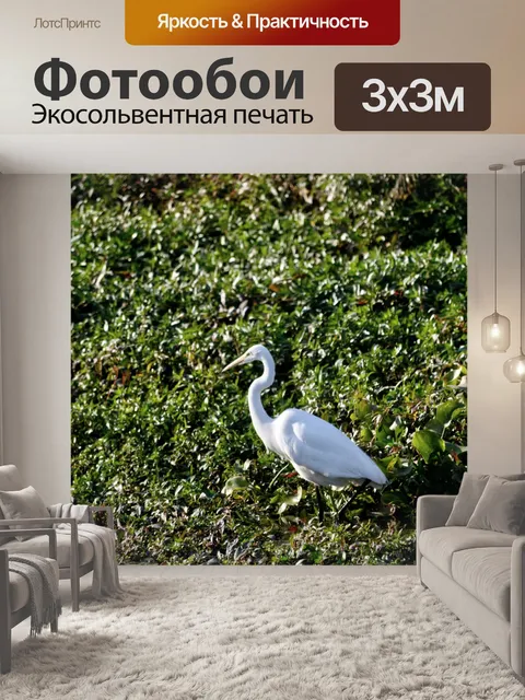 Фотообои Большая белая цапля