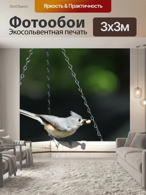 Фотообои Хохлатая синица