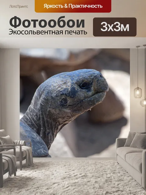 Фотообои Голова черепахи