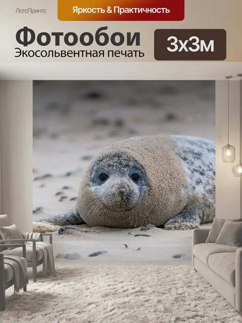 Фотообои Серый тюлень