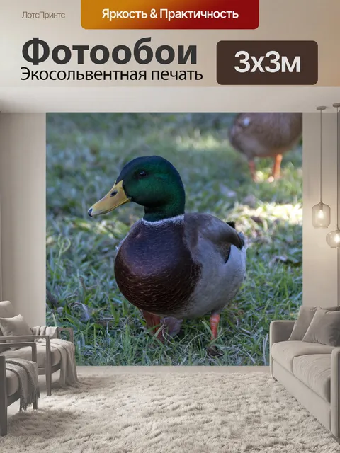 Фотообои Малдарская утка