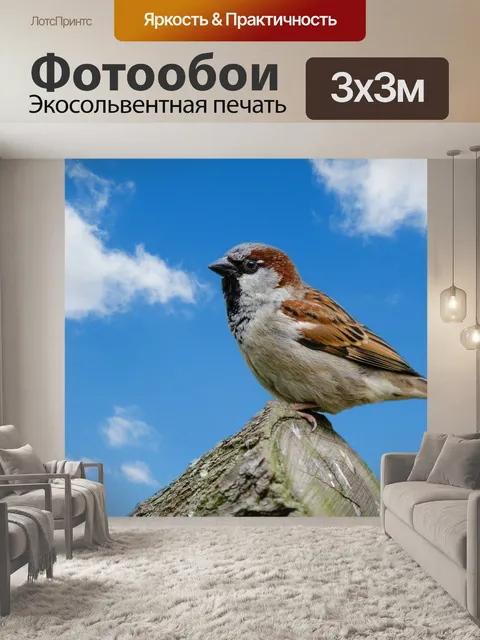Фотообои Птица, Воробей, голубое небо