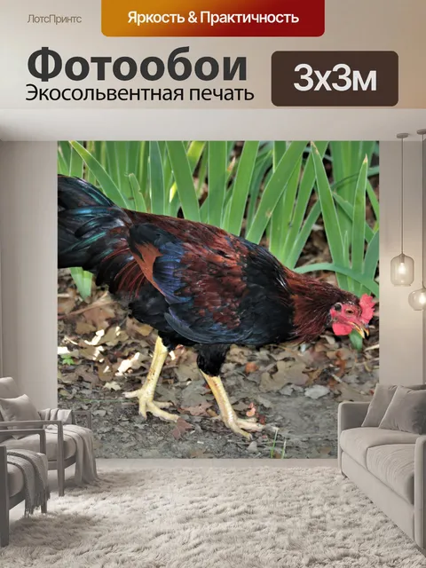 Фотообои Красочный молодой петух крупным планом