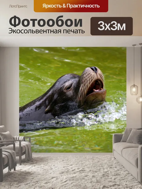 Фотообои Морской котик