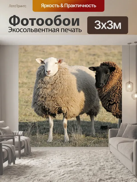 Фотообои Овец