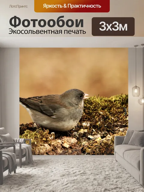 Фотообои Черноглазая Юнко на Мохе