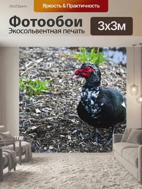Фотообои Мускусная утка