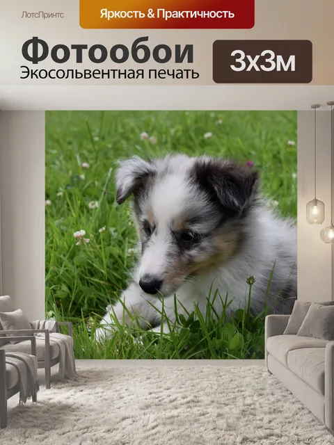 Фотообои Щенок