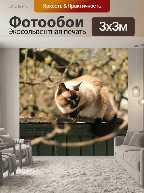 Фотообои Кошка