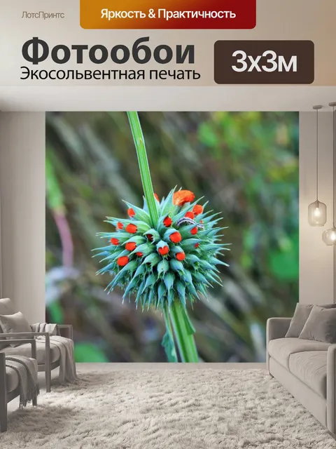 Фотообои оранжевый цветение помпон и червь