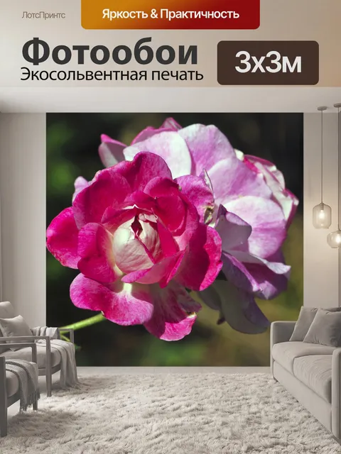 Фотообои Розовые и белые розы