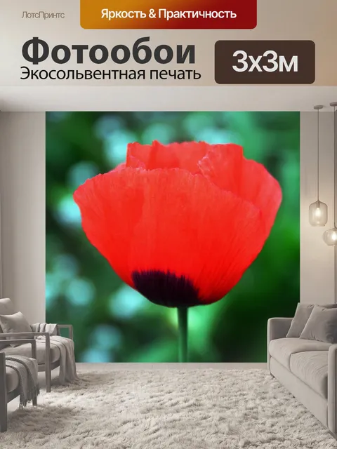 Фотообои цветок мака красный