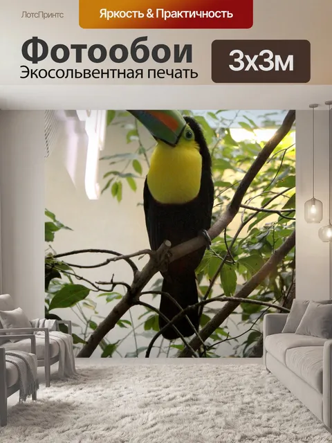 Фотообои Тукан