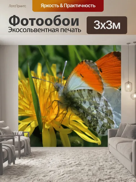 Фотообои Оранжевый совет бабочка