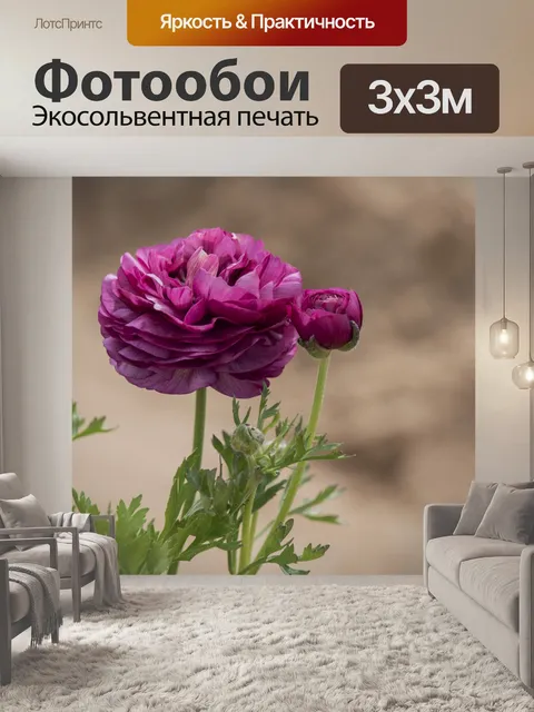 Фотообои Цветок розовой лютики крупным планом