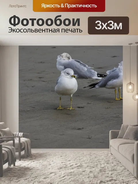 Фотообои чайки на пляже