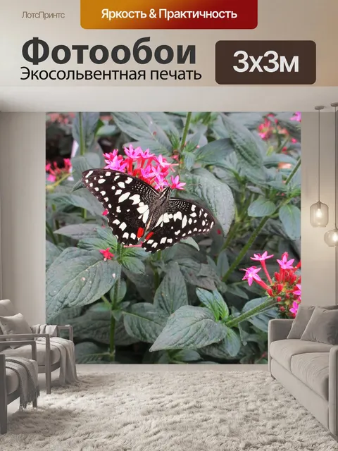 Фотообои Бабочка