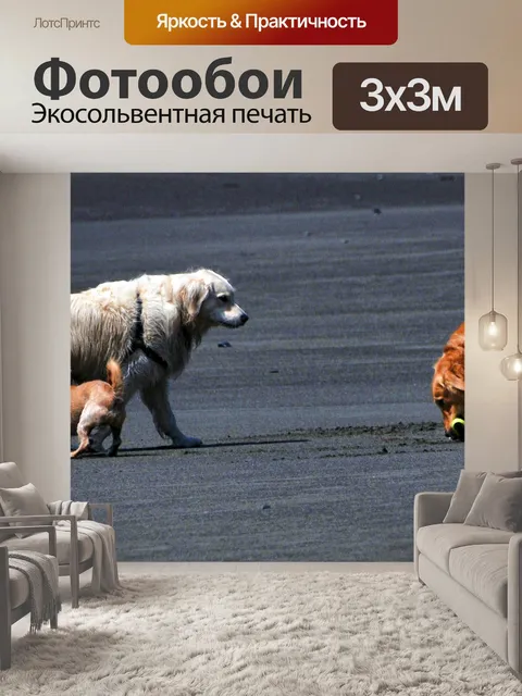 Фотообои Собаки на пляже