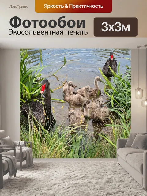 Фотообои Лебедь