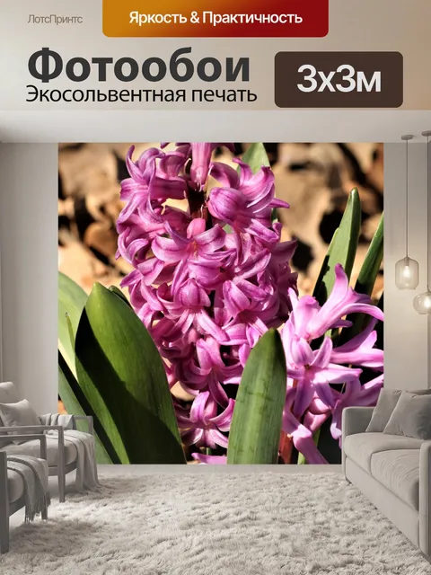 Фотообои Розовые цветы гиацинта