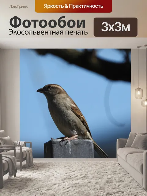 Фотообои Воробей