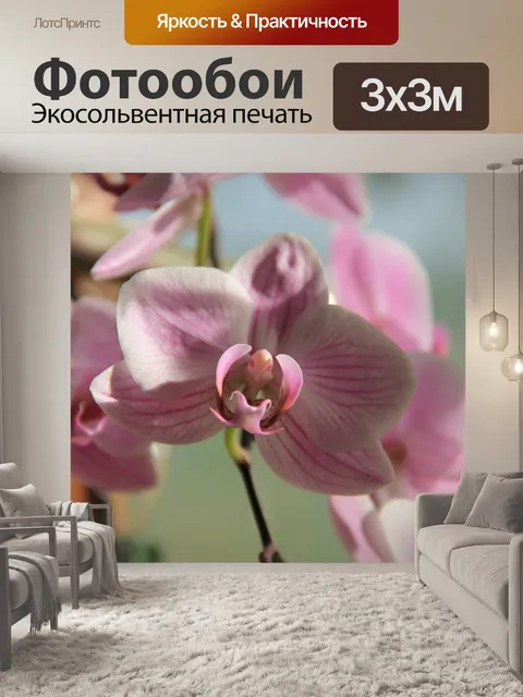 Фотообои Орхидея
