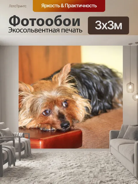 Фотообои Холли собака