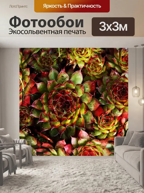 Фотообои Семпервивум завод камень роза цветок