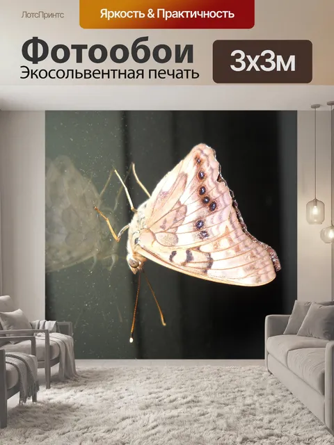 Фотообои Мотылек на окне
