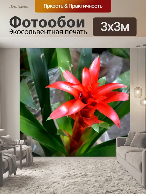 Фотообои Тропические бромелиеды